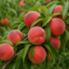 Peaches