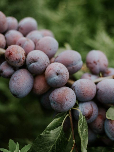 Closeup shot of plums on the branch with a blurred natural background Closeup shot of plums on the branch with a blurred natural background