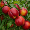 Nectarine